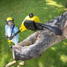 Tree and Shrub Care in Amery, WI