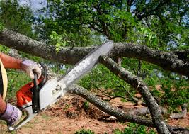 Best Palm Tree Trimming  in Amery, WI