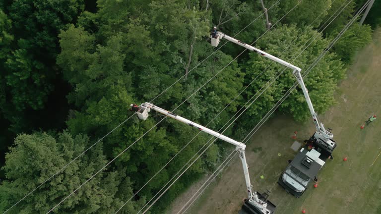 Why Choose Our Tree Removal Services in Amery, WI?