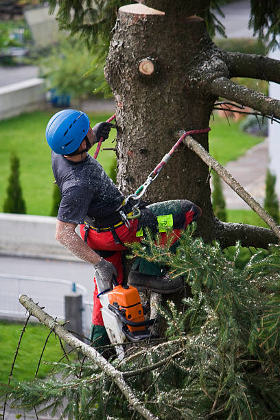 Trusted Amery, WI  Tree Services Experts